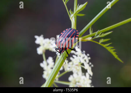 Striped bug ou bogue ménestrel, Graphosoma lineatum. une espèce de shield bug dans la famille Pentatomidae Banque D'Images