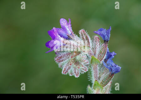 Anchusa officinalis, communément connue sous le nom de Vipérine commune commune ou orcanette, une plante médicinale très traditionnel Banque D'Images