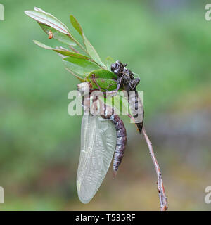 L'éclosion brown hawker Aeshna grandis, libellule, sécher ses ailes avant premier vol Banque D'Images