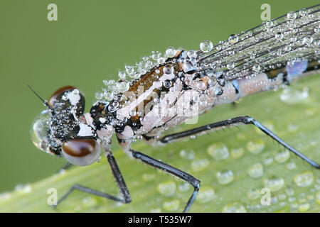 Demoiselle variable ou variable, bluet Coenagrion pulchellum Banque D'Images