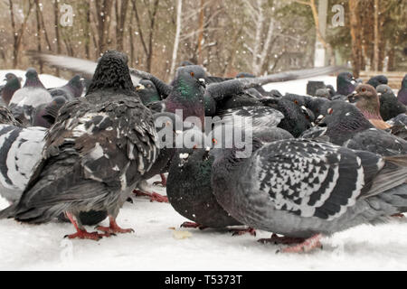 Pigeons dans la ville tout en mangeant des miettes de pain. Nourrir les oiseaux en hiver. Close-up. Banque D'Images