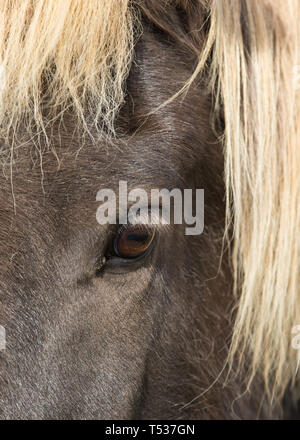 Close up beaux grands yeux sombres brillants d'Icelandic Horse avec avec des cils et crinière blonde Banque D'Images