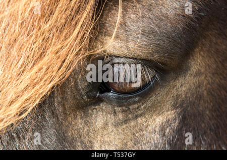 Close up beaux grands yeux sombres brillants d'Icelandic Horse avec avec des cils et une frange orange Banque D'Images