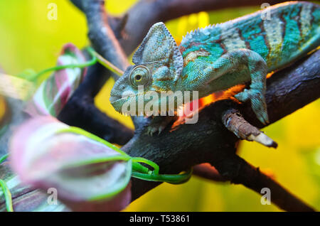 Chameleon assis sur une branche d'arbre. Le mimétisme dans le cadre d'un environnement coloré. Reptile, lézard. Banque D'Images