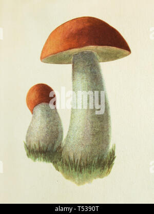 Red-capped scaber (champignons) le Leccinum aurantiacum, également connu sous le nom de l'orange-caped bolet représenté dans l'illustration en couleur dans le livre de cuisine saine et savoureuse publié dans l'Union soviétique (1953). Banque D'Images