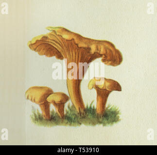 Golden chanterelle mushroom (Cantharellus cibarius) décrite dans l'illustration en couleur dans le livre de cuisine saine et savoureuse publié dans l'Union soviétique (1953). Banque D'Images