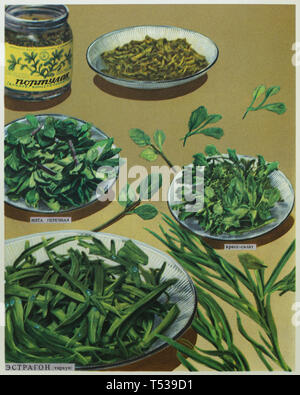 L'estragon, le cresson alénois, menthe et en conserve le pourpier représenté (du premier plan à l'arrière-plan) dans l'illustration en couleur dans le livre de cuisine saine et savoureuse publié dans l'Union soviétique (1953). Banque D'Images