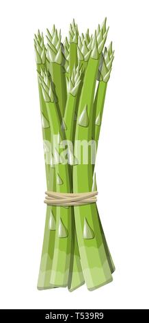 Souches végétales asperges isolé sur blanc. Ensemble de l'asperge verte pousse. Les aliments sains. L'alimentation végétarienne. Vector illustration en télévision Illustration de Vecteur