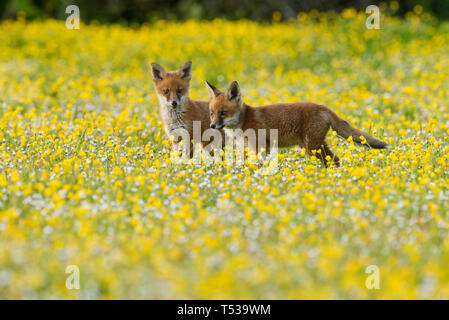 Le renard roux (Vulpes vulpes) Kent, Royaume-Uni. Une famille de renards vivant sur un remblai de chemin de fer sur le bord d'un village. 8 semaine d'oursons. Mai 2015 Banque D'Images