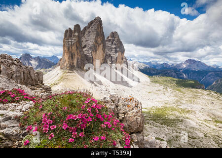Potentilla nitida fleurs. Tre Cime di Lavaredo pics de montagne. Les trois Sommets Nature Park. Paysage de montagne des Dolomites. L'Italie. L'Europe. Banque D'Images
