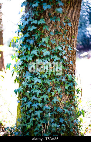 Ivy (lierre (Hedera helix)) qui poussent sur le tronc d'un arbre dans un bois, UK Banque D'Images