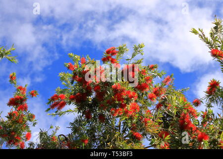 Des pleurs d'une brosse fleur contre le ciel bleu, Callistemon Viminalis Banque D'Images