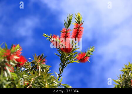 Des pleurs d'une brosse fleur contre le ciel bleu, Callistemon Viminalis Banque D'Images