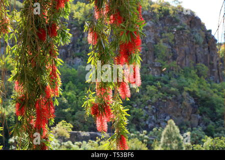 Des pleurs d'une brosse fleur contre le ciel bleu, Callistemon Viminalis Banque D'Images