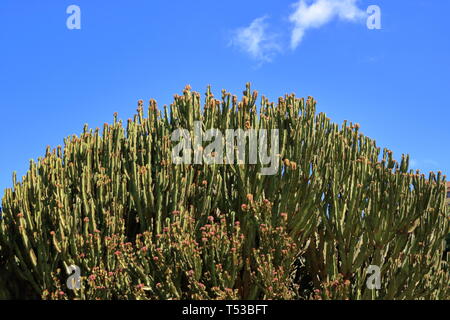 L'euphorbe candélabre contre le ciel bleu, Euphorbia candelabrum, cactus, Îles Canaries Banque D'Images