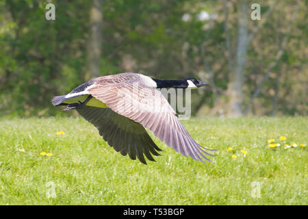 Vue latérale de la bernache sauvage du Royaume-Uni (Branta canadensis) isolée en vol à mi-air, ailes en bas. Campagne oie volant au soleil de printemps. Banque D'Images