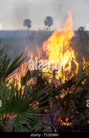 Florida Everglades National Park Prairie Fire saison sèche flammes fumée, Banque D'Images