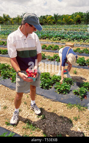 Miami Florida,Florida City,Robert est ici fruit Stand, les clients choisissent des fraises près de l'entrée du parc national des Everglades,Federal Land,nature,natura Banque D'Images