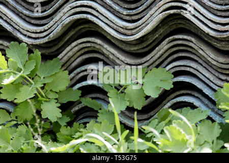 Une pile de feuilles d'ardoise pliée qui se trouve dans l'herbe.. Banque D'Images