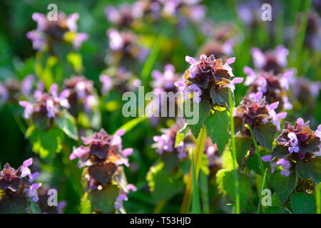 Close up de lamier pourpre fleur sauvage Lamium Purpureum dans la lumière du soleil du matin, Northamptonshire, Angleterre Banque D'Images