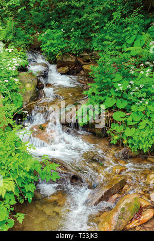 Wild stream son chemin à travers la forêt de l'ombre. Très belle nature paysages dans les bois. fond rocheux du ruisseau est visible par cle Banque D'Images