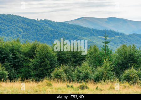 Les forêts primaires de hêtres des Carpates. belle fin d'été en paysage d'après-midi. svydovets ridge au loin sur la colline d'herbe altérée. Banque D'Images