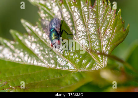 Mouche sur une feuille verte. D'un plan macro greenbottle (lucilia caesar). Banque D'Images