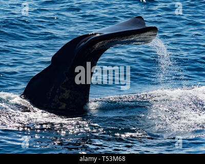 Un cachalot, Physeter macrocephalus, plus grande baleine, montrant sa queue queue comme il plonge profondément dans la mer de Cortez au Mexique, Baja Banque D'Images
