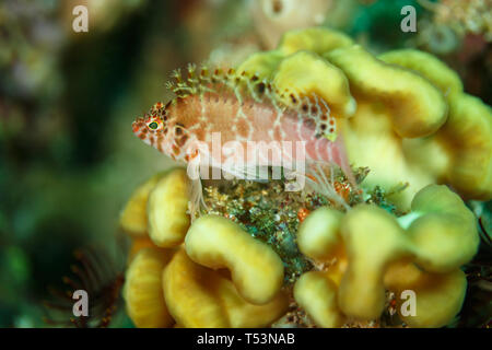 Pixy Hawkfish, Cirrhitichthys falco se cacher par coral reef en indonésien Banque D'Images