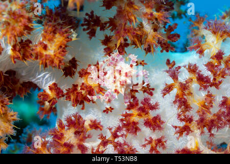 Crabe de coraux mous ou des bonbons, du crabe Hoplophrys oatesii camoflouged, caché par des arbres sur les polypes coralliens, arbre corail ou Dendronephthya Carnation oeillet, Banque D'Images