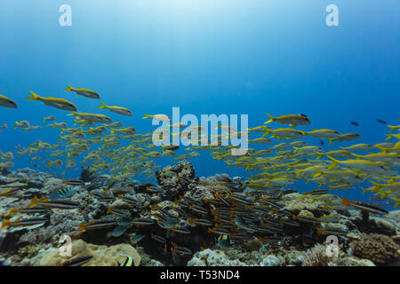 L'École de Thon Obèse Obèse ou vivaneau vivaneau jaune, Lutjanus lutjanus, passe au-dessus de l'école bande noir et blanc à l'orange et du poisson queue de style mauresque Banque D'Images