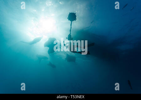 Silhouette de cameraman sous-marin et de raies manta, Mobula alfredi, tournant au-dessus près de la surface Banque D'Images