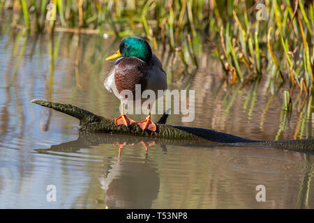 Anas platyrhynchos Canard colvert mâle [ ] on log avec réflexion à Slimbridge Banque D'Images