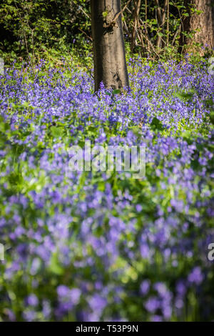Bluebells sur le plancher bois au printemps Banque D'Images