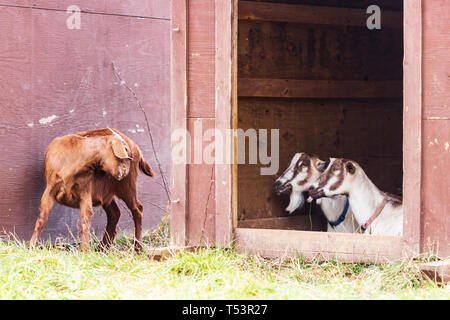 Une chèvre Anglo - Nubian elle-même tandis que les rayures de Toggenburg chèvres (Capra aegagrus hircus) regardez sur en mode comique Banque D'Images