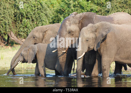 Libre de 4 éléphants,Loxodonta africana, y compris la mère et l'enfant, dans la rivière boire et se baigner Banque D'Images