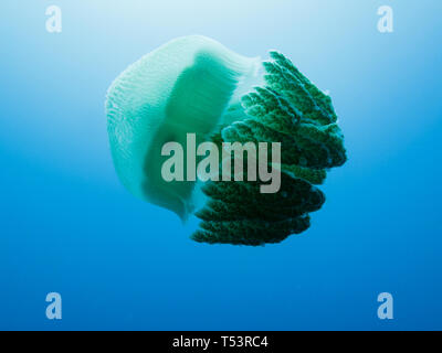 En forme de parapluie géant Méduse Méduse Rhizostome, Cnidarins,flotte dans la baie de Challenger à la Grande Barrière de Corail, Australie Banque D'Images