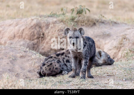 Une hyène tachetée juvénile et permanent à la recherche, avec un seul adulte à l'entrée, Ol Pejeta den Conservancy, Laikipia, Kenya, Africa Banque D'Images