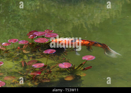 Koi ou nishikigoi, plus précisément une variétés de carpes colorées de l'amour qui sont conservés à des fins décoratives dans les étangs koi en plein air ou l'eau des jardins. Tra Banque D'Images