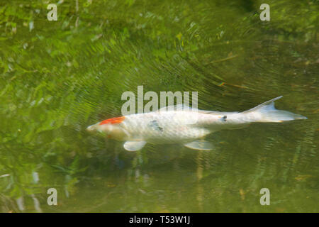 Koi ou nishikigoi, plus précisément une variétés de carpes colorées de l'amour qui sont conservés à des fins décoratives dans les étangs koi en plein air ou l'eau des jardins. Tra Banque D'Images