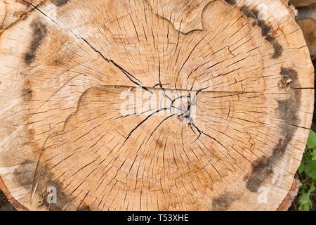 Grand circulaire morceau de bois coupe transversale avec bague arbre texture pattern et des fissures. Banque D'Images