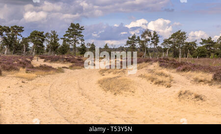 Paysage de lande Kalmthoutse Heide nature reserve, en Belgique sur un jour nuageux ensoleillé Banque D'Images