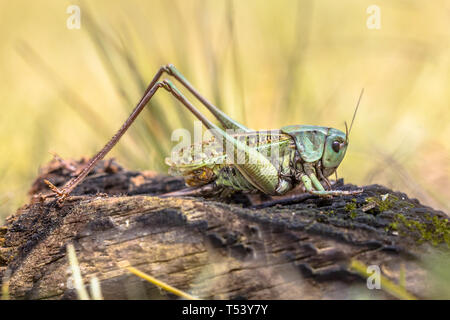 Grasshoper dectique verrucivore (Decticus verrucivorus) est un bush-cricket dans la famille Tettigoniidae. Cette grande espèce d'insecte se produit tout au long de continental E Banque D'Images