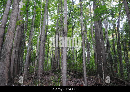 La forêt par l'homme de Bohol Banque D'Images