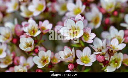 Saxifraga 'Apple Blossom' Banque D'Images