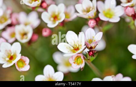 Saxifraga 'Apple Blossom' Banque D'Images