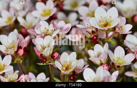 Saxifraga 'Apple Blossom' Banque D'Images