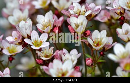 Saxifraga 'Apple Blossom' Banque D'Images