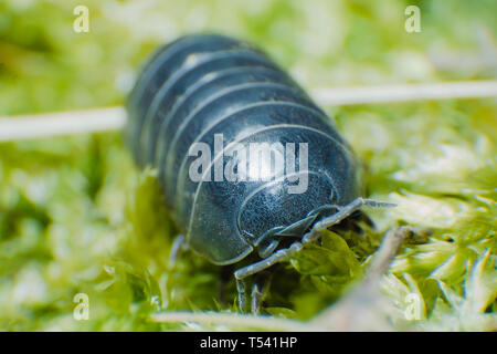 Comprimé Bug Armadillidium vulgare ramper sur fond vert mousse vue avant Banque D'Images