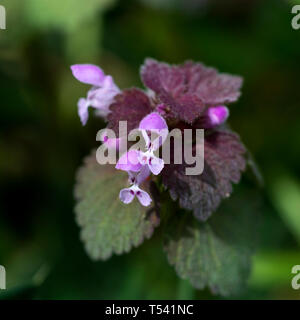 Red Dead-nettle (Lamium purpureum), Warwickshire, UK
